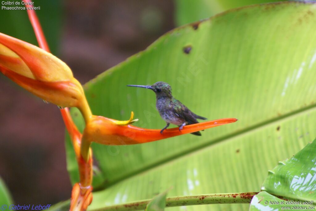 Scaly-breasted Hummingbird