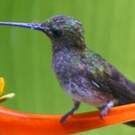 Colibri de Cuvier