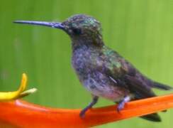 Scaly-breasted Hummingbird