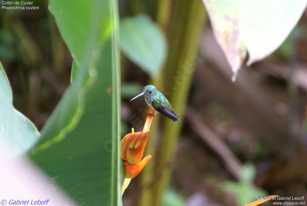 Scaly-breasted Hummingbird