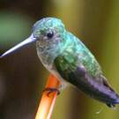 Colibri de Cuvier