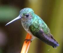 Scaly-breasted Hummingbird