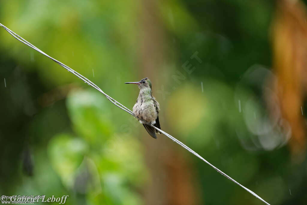 Colibri de Cuvier femelle adulte, identification