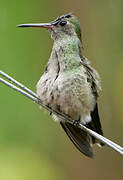 Scaly-breasted Hummingbird