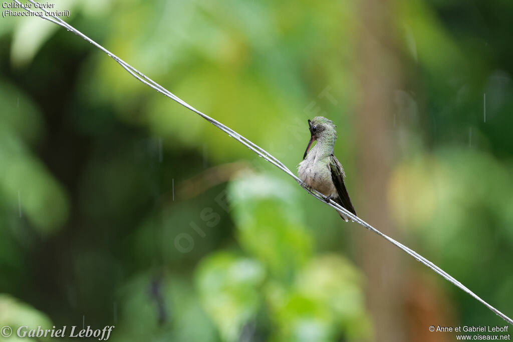 Colibri de Cuvier femelle