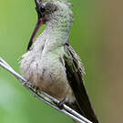 Colibri de Cuvier