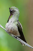 Scaly-breasted Hummingbird