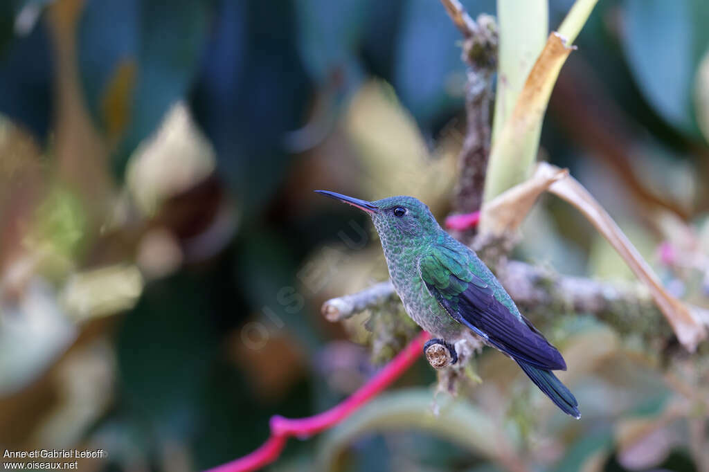 Scaly-breasted Hummingbirdadult, identification