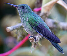 Scaly-breasted Hummingbird