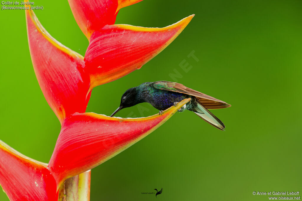 Colibri de Jardine