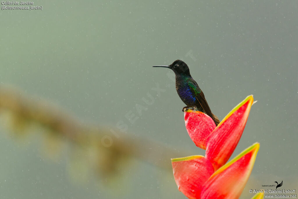 Colibri de Jardine mâle