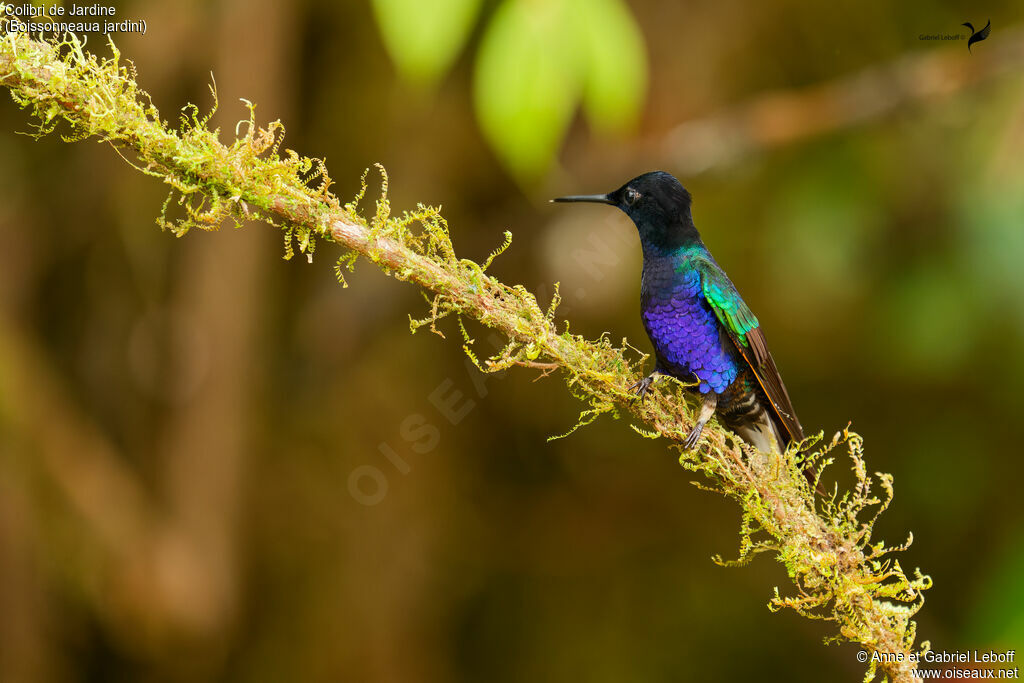 Colibri de Jardine