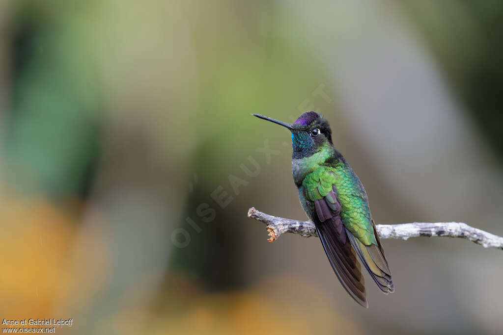 Colibri de la Talamanca mâle, adulte, nuptial, identification