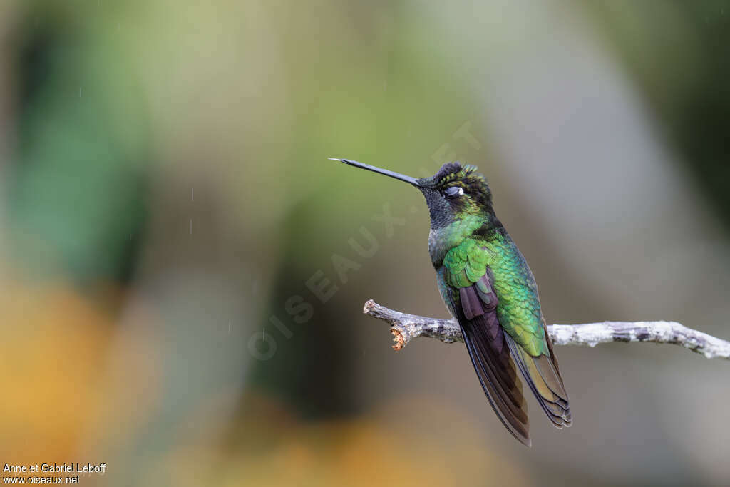 Colibri de la Talamanca mâle, comportement