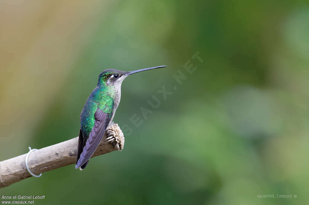 Colibri de la Talamanca femelle, adulte, identification