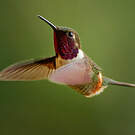 Colibri de Mitchell