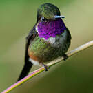 Colibri de Mitchell