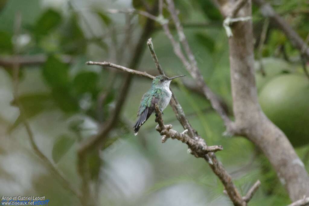 Colibri faux-saphir femelle adulte, identification