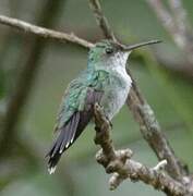 Sapphire-throated Hummingbird