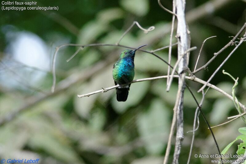 Sapphire-throated Hummingbird male adult
