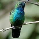 Colibri faux-saphir