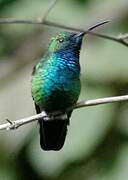 Sapphire-throated Hummingbird