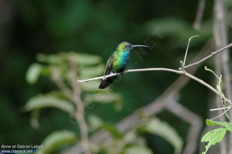 Sapphire-throated Hummingbird male adult, identification