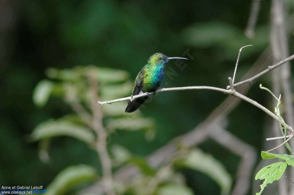 Sapphire-throated Hummingbird male adult, identification