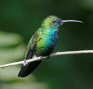 Sapphire-throated Hummingbird