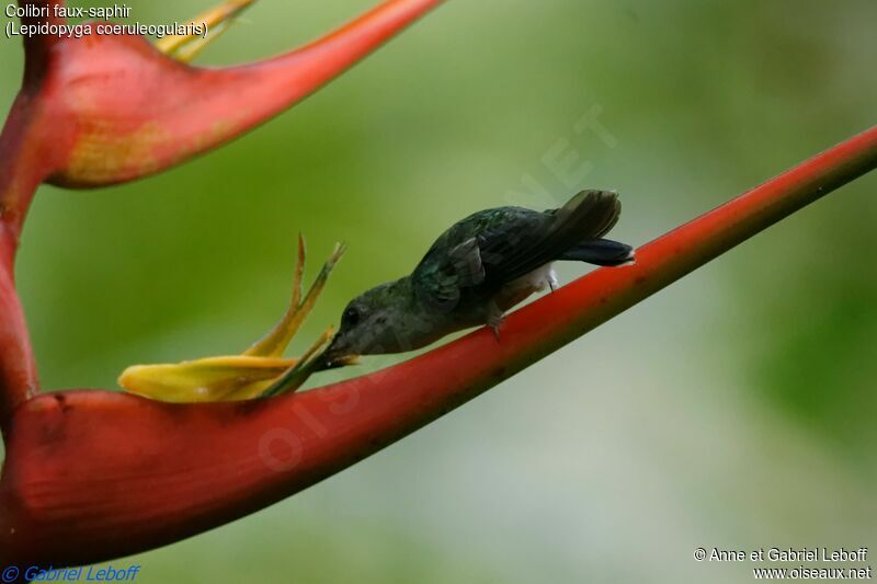 Sapphire-throated Hummingbird female adult