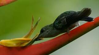 Sapphire-throated Hummingbird