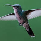 Colibri faux-saphir