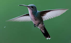 Sapphire-throated Hummingbird