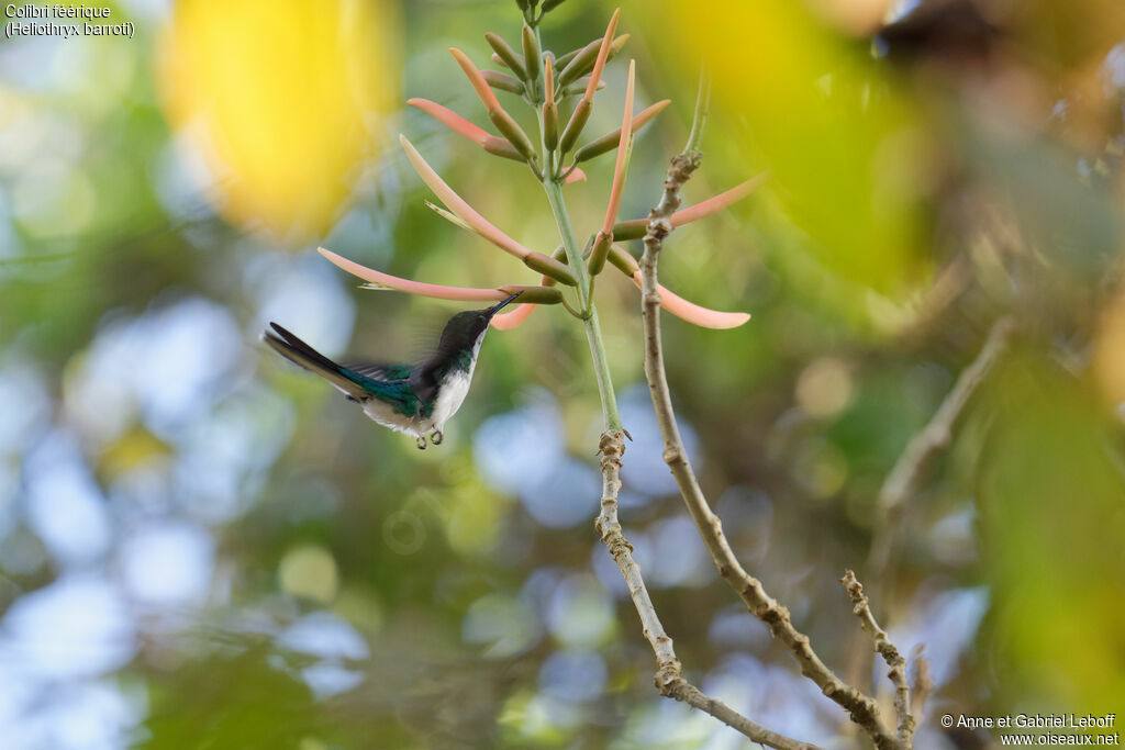 Purple-crowned Fairy