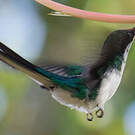Colibri féérique