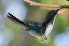 Colibri féérique