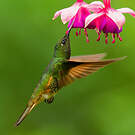 Colibri flavescent