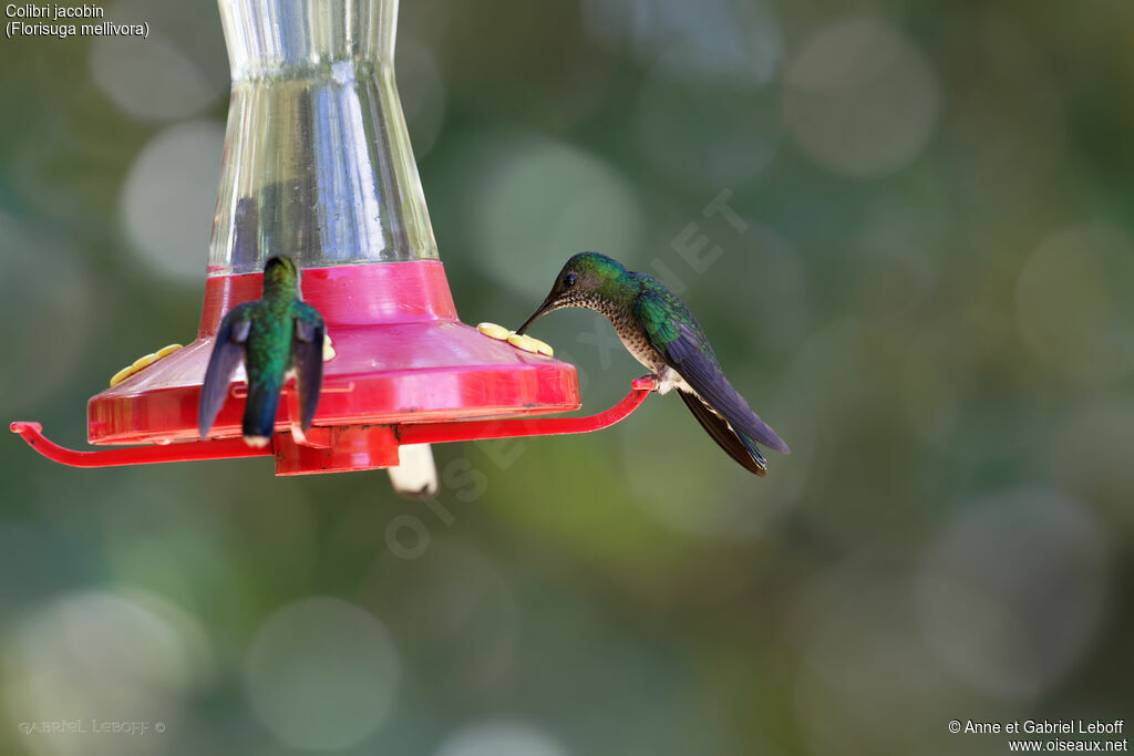 White-necked Jacobin female