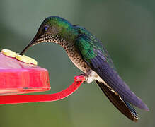 White-necked Jacobin