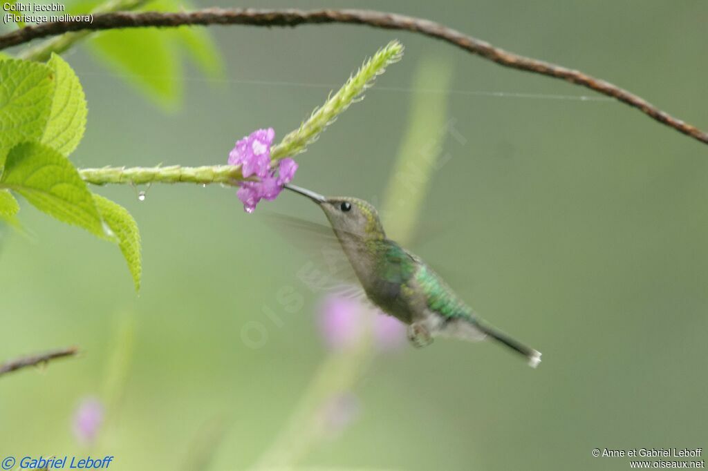 Colibri jacobin femelle adulte