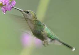 White-necked Jacobin