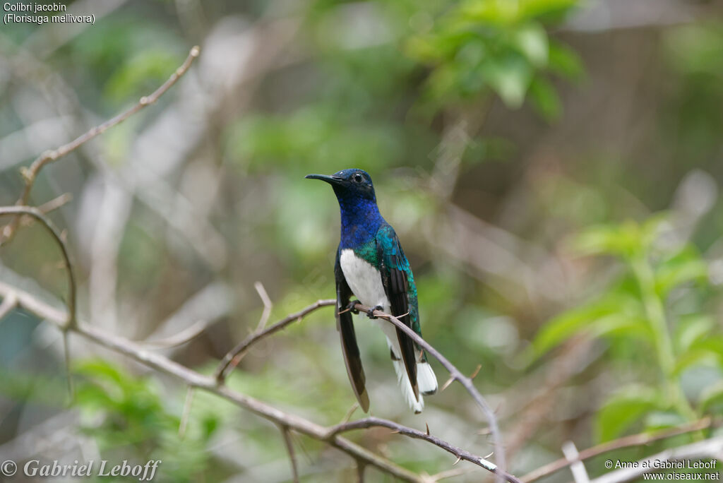 White-necked Jacobin