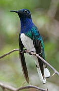 White-necked Jacobin