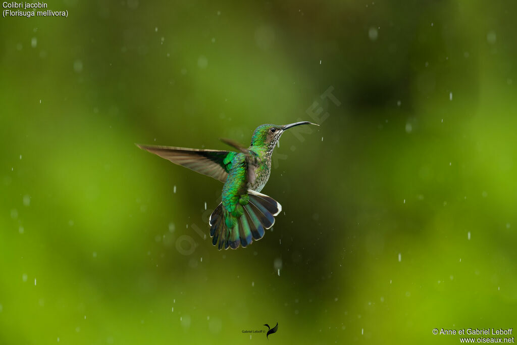 Colibri jacobin femelle adulte