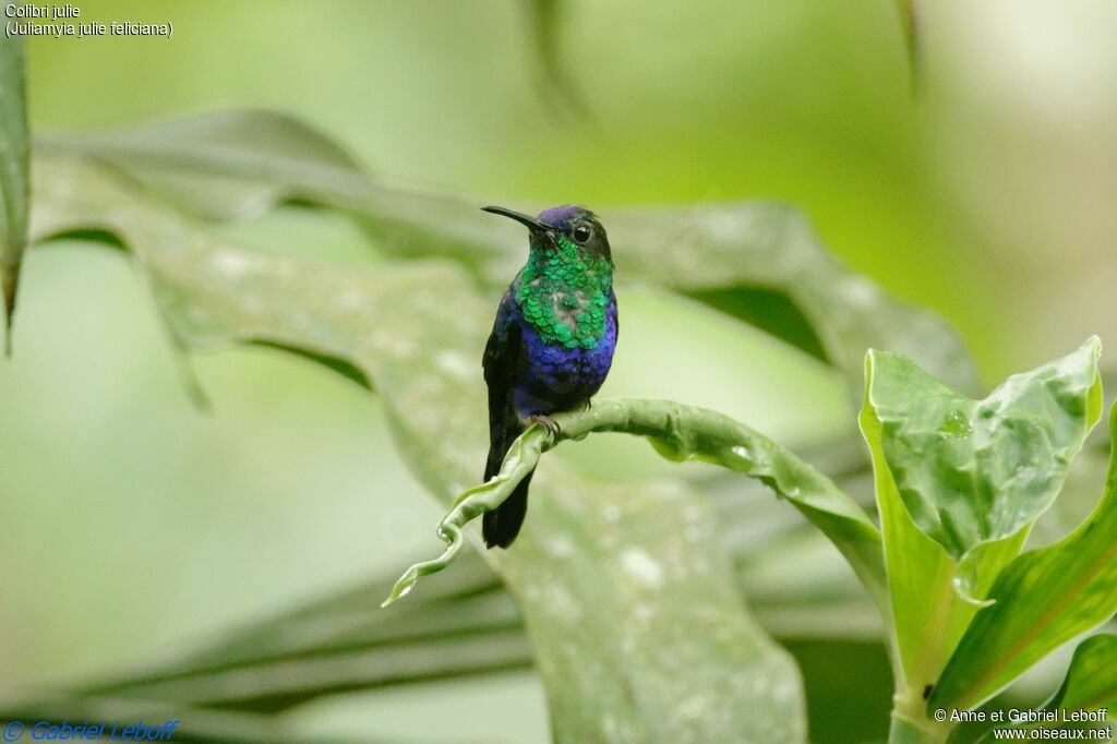 Colibri julie mâle adulte