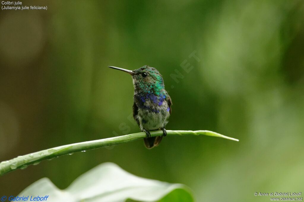 Colibri julie mâle immature