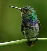 Violet-bellied Hummingbird (feliciana)