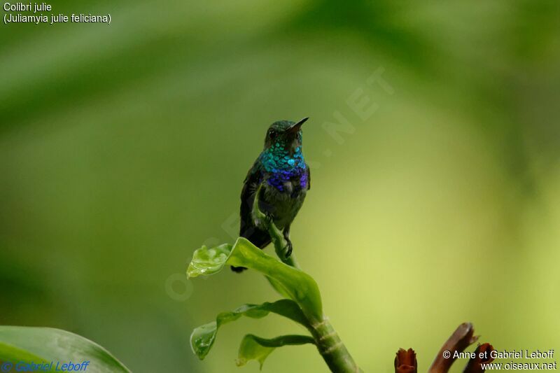 Colibri julie mâle immature