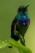 Violet-bellied Hummingbird (feliciana)