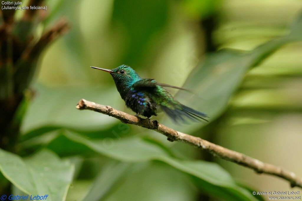 Colibri julie mâle